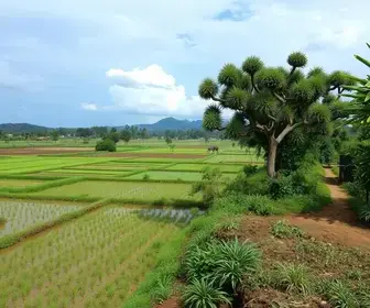 El Niño: palestra orienta sobre impactos no ambiente rural